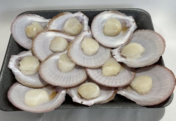 Australian Scallops in the half-shell