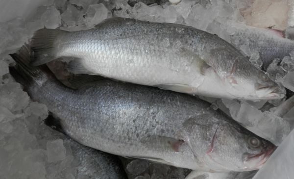 Australian-Barramundi