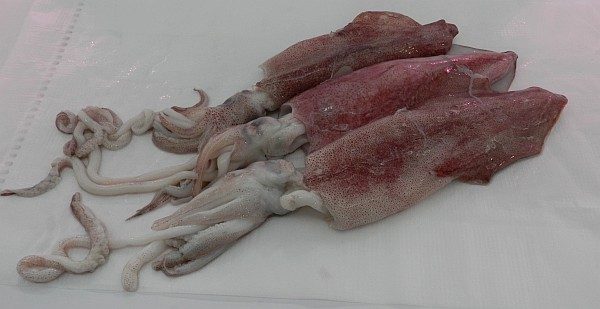 WA Squid 1 WA Squid 1