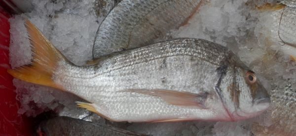 wa-yellowfin-bream WA Yellowfin Bream