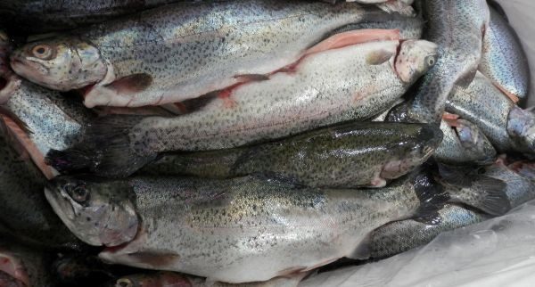 Victorian-Rainbow-Trout