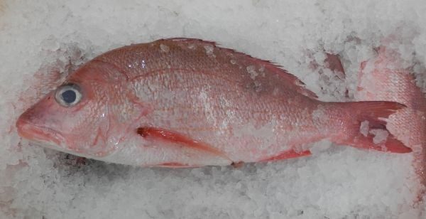 WA Maroon Perch AKA Maroon Snapper