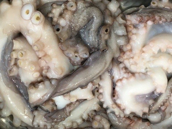 Australian Octopus Australian Octopus