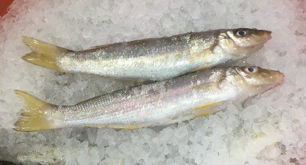 WA-Yellowfin-Whiting