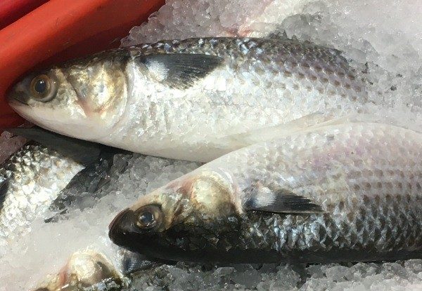 WA Sea Mullet WA Sea Mullet