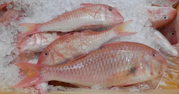 WA-Red-Mullet WA-Red-Mullet