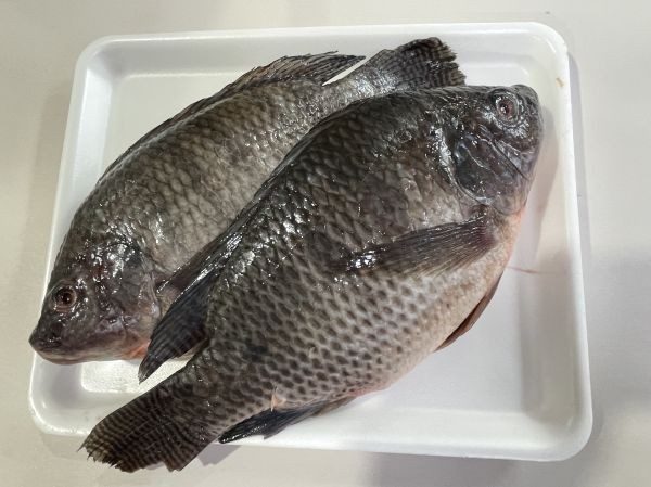 Malaysian-Tilapia