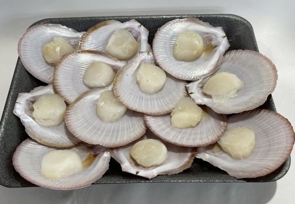 Australian-Scallops-in-the-half-shell