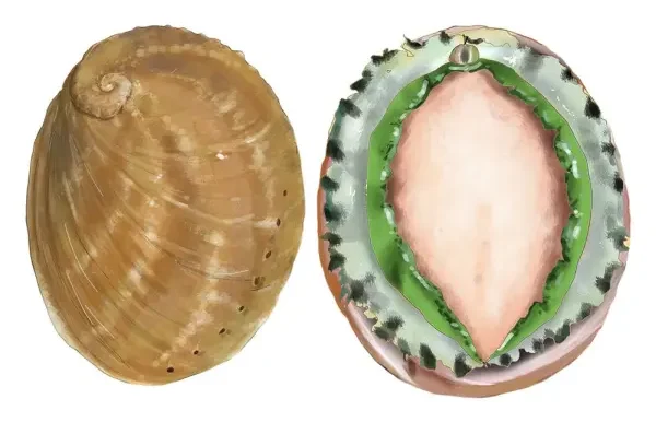 Australian Greenlip Abalone