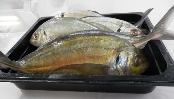 Skipjack Tuna Skipjack Tuna