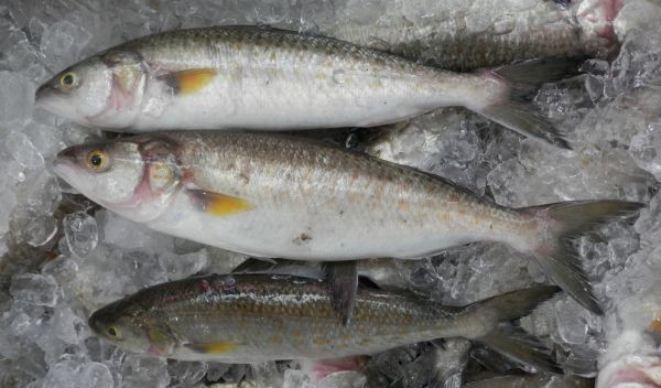 Australian Salmon Trout