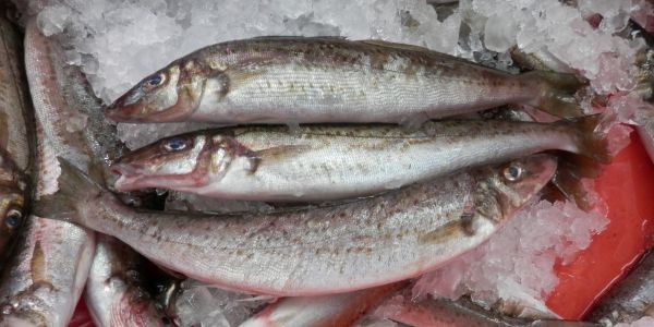 Australian-Sand-Whiting