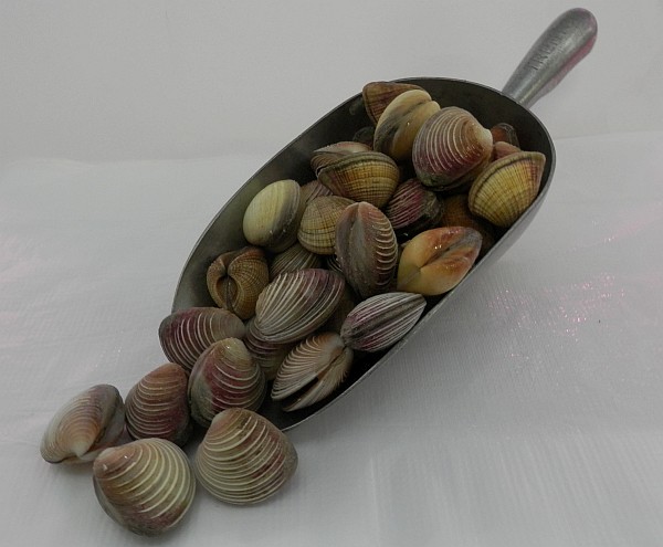 WA-Clams