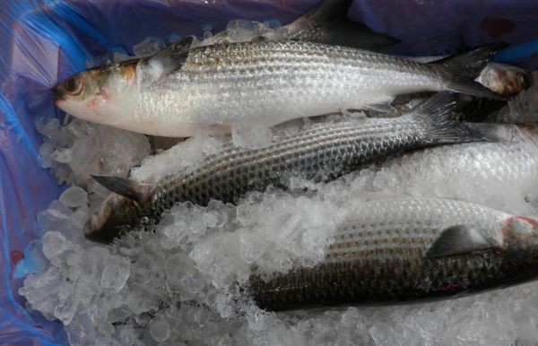 Australian-Mullet