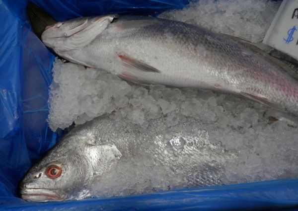 WA Mulloway