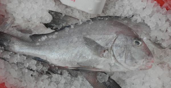 WA-Sweetlip-Snapper WA-Sweetlip-Snapper