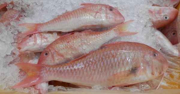 WA-Red-Mullet