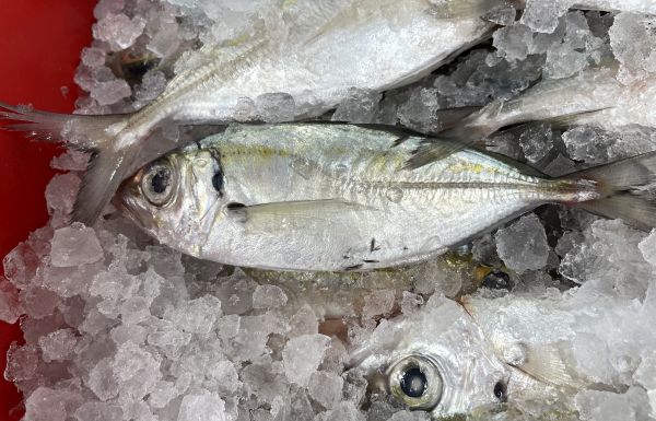 WA-Yellowtail-Scad
