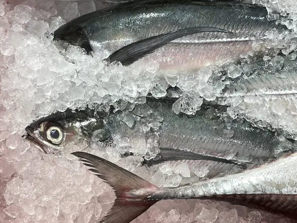 WA Torpedo Mackerel