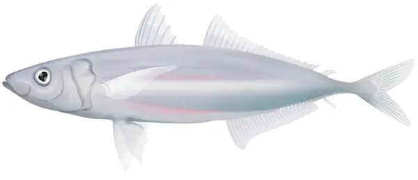 WA-Scad-Mackerel