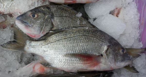 WA-Black-Bream