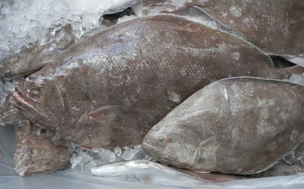 WA-Halibut