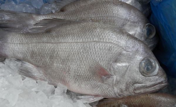 WA-Robinson-Bream