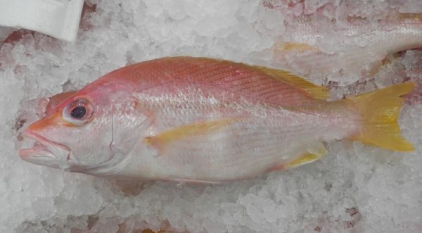 WA-Tropical-Snapper