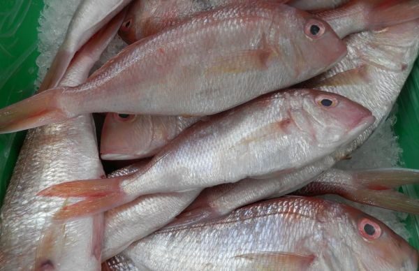 WA-Threadfin-Bream