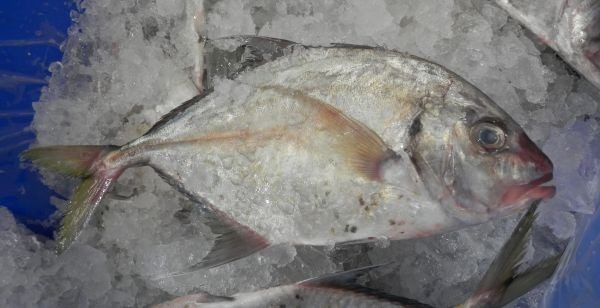 WA-Silver-Trevally