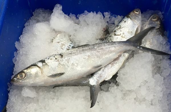 WA-Milkfish WA-Milkfish