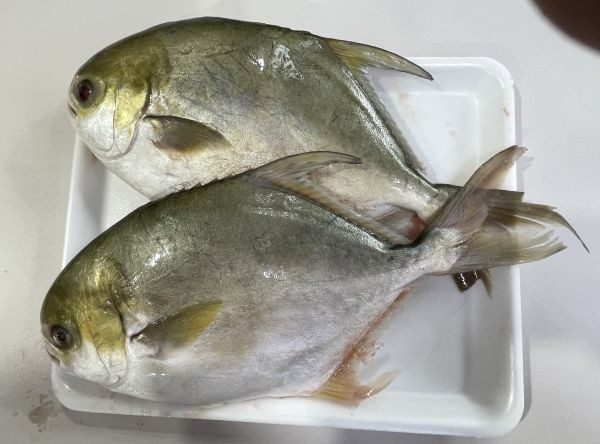 Malaysian-Golden-Pomfret